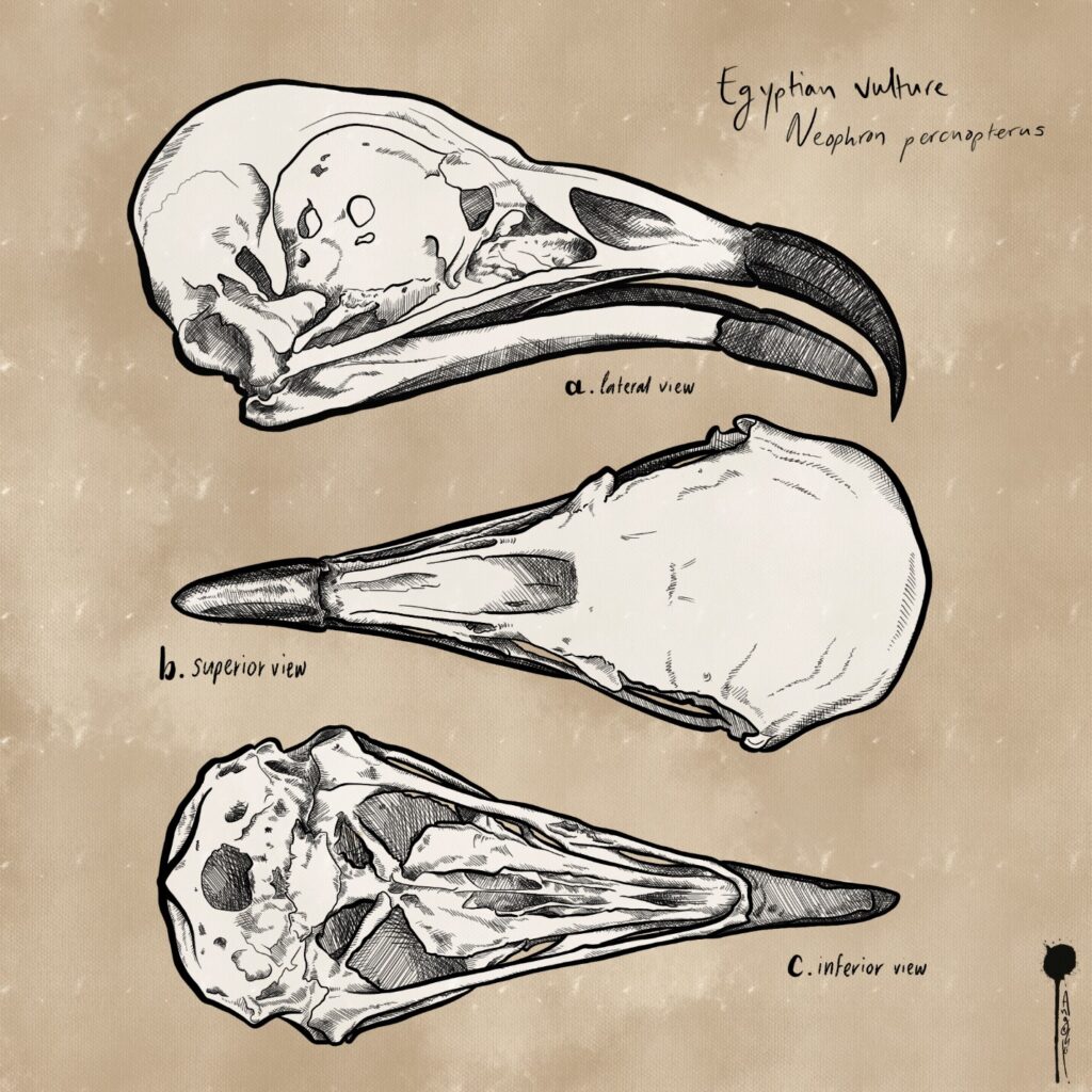 Egyptian vulture skull