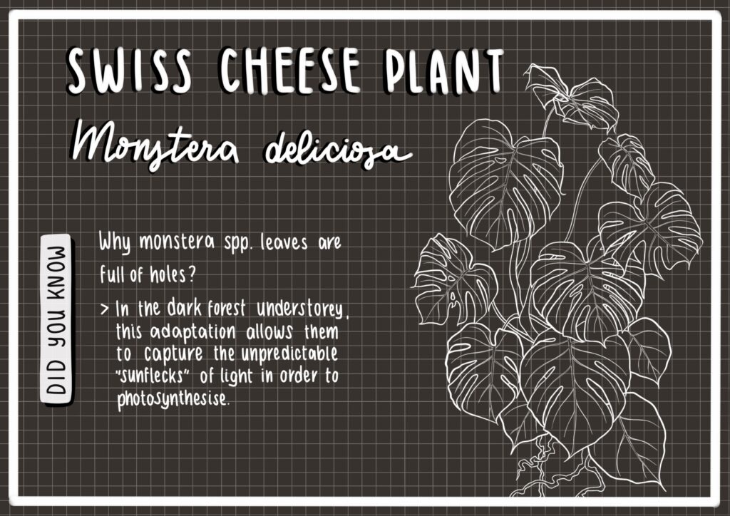 Monstera deliciosa (Swiss cheese plant) - University greenhouse factsheet