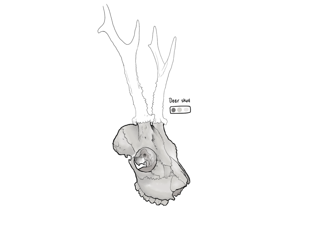 Deer skull sketch