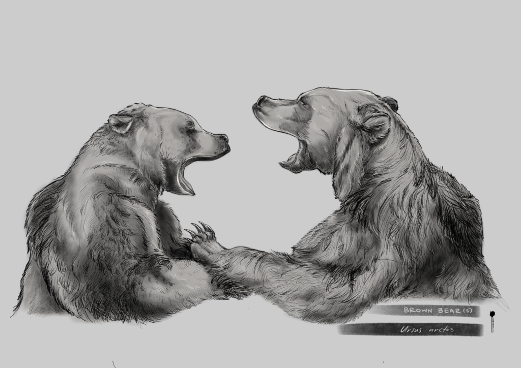 Sketch of bears fighting