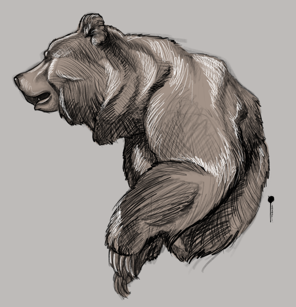 Brown bear sketch